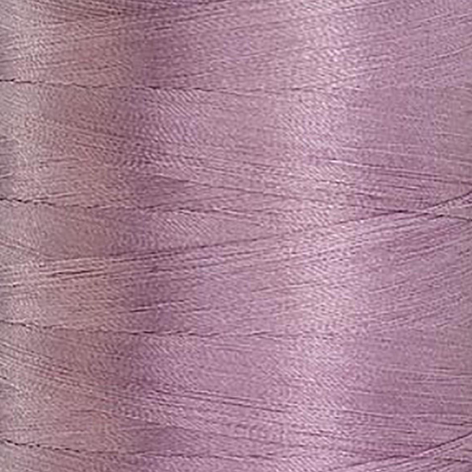 40522 Tabriz Orchid